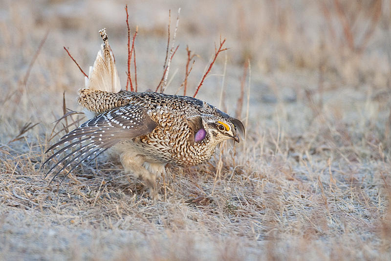 sharp-tailed grouse 041710_MG_3402