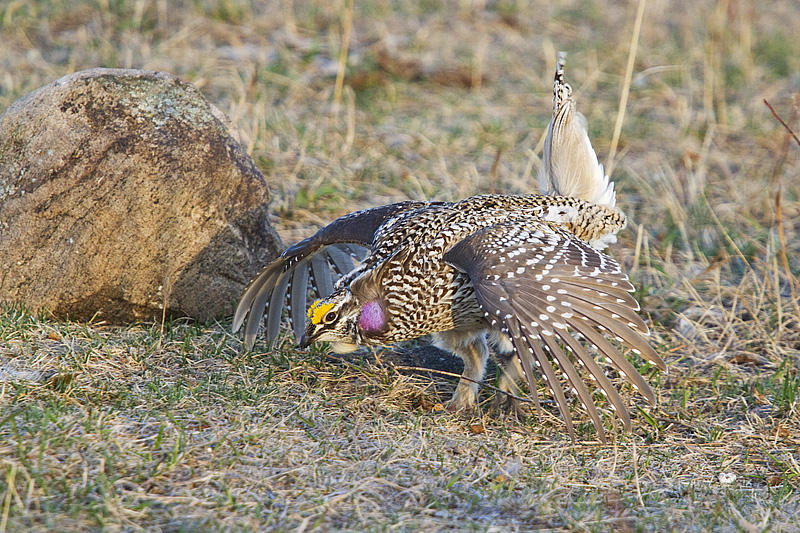 sharp-tailed grouse 042210_MG_9638