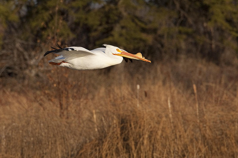 american white pelican 041910_MG_5702