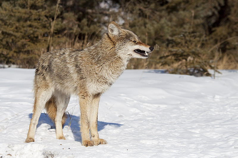 coyote 022110_MG_2823