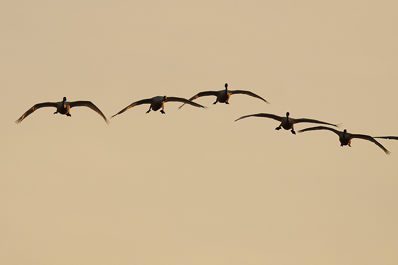 tundra swans 041910_MG_6207