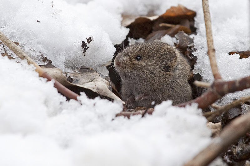 vole 032310_MG_2876