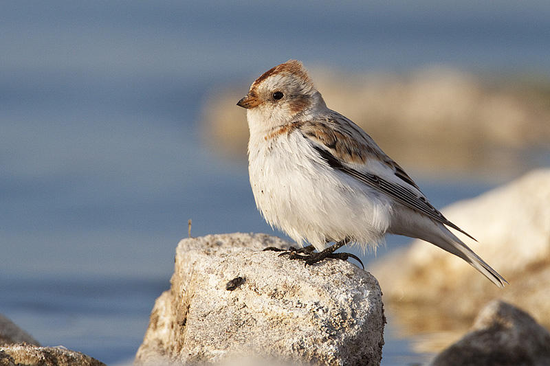 snow bunting 041810_MG_5155