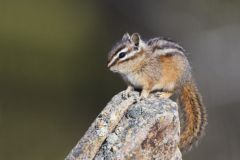 chipmunk 050810_MG_8012