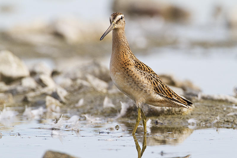 short-billed dowitcher 080810_MG_4015
