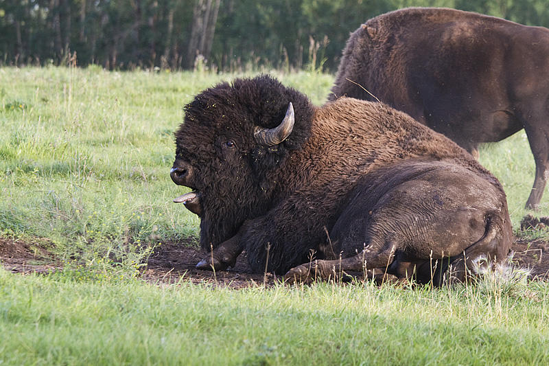 bison 081410_MG_5256