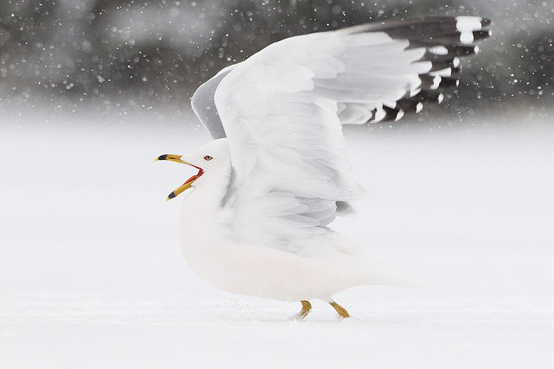 ring-billed gull 041411_MG_2674