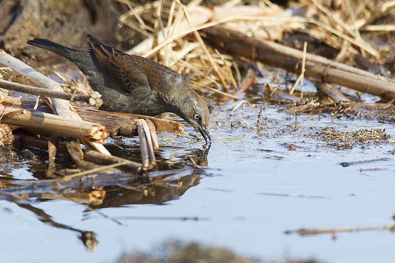 rusty blackbird 041711_MG_6179