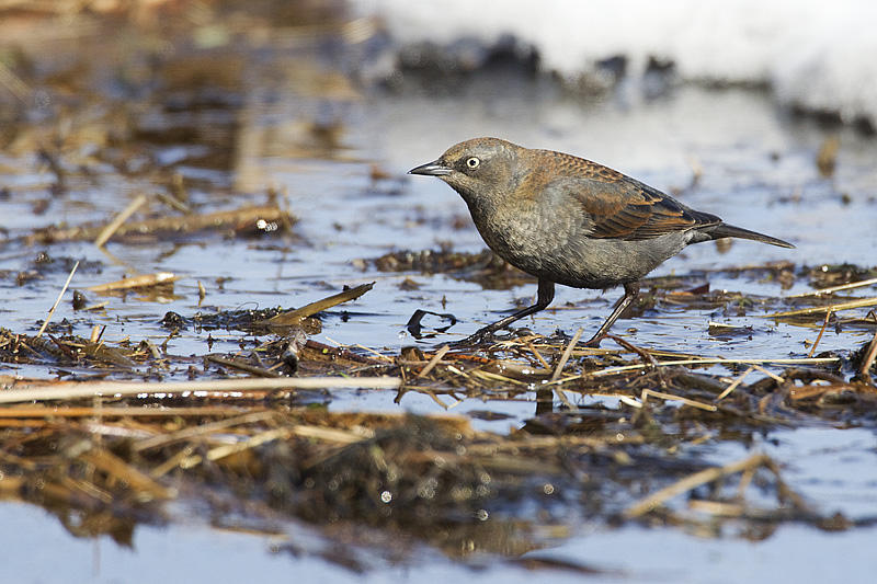 rusty blackbird 041711_MG_6525
