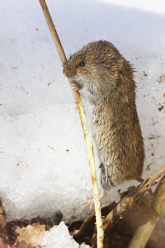 vole 041911_MG_7408