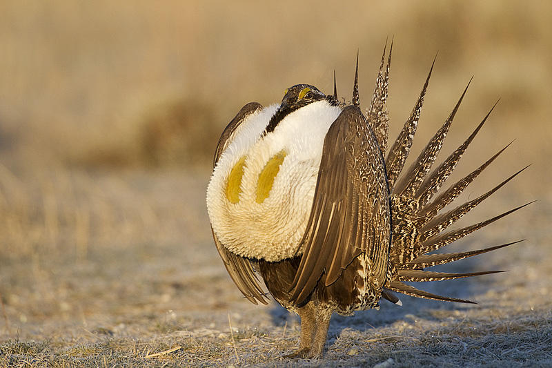 greater sage-grouse 042411_MG_8630