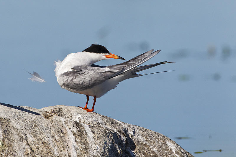 forsters tern 073011_MG_8400