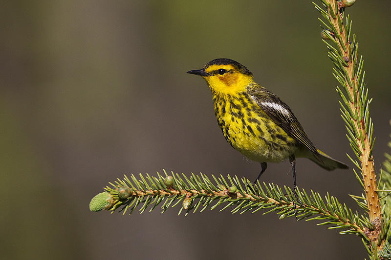 cape may warbler 060212_MG_9150