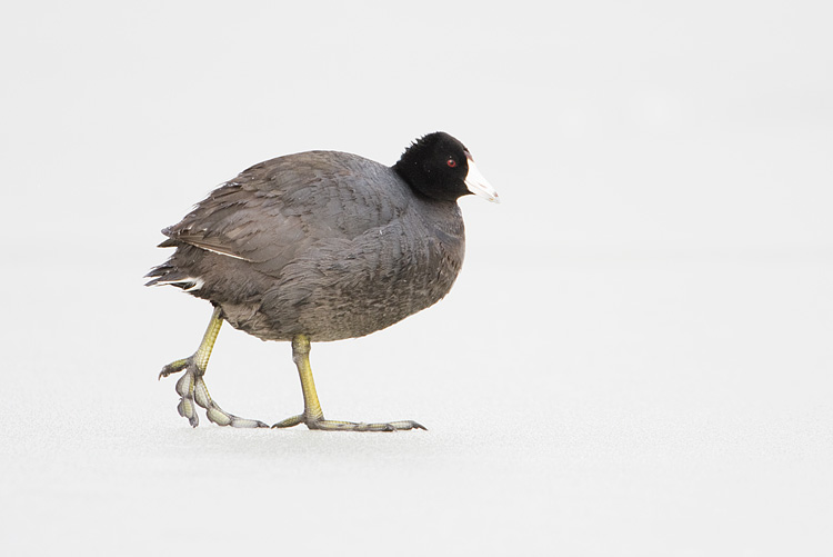 american coot 042008IMG_1767