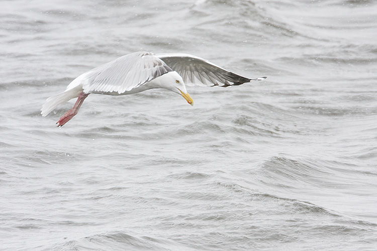 herring gull 042008IMG_0293