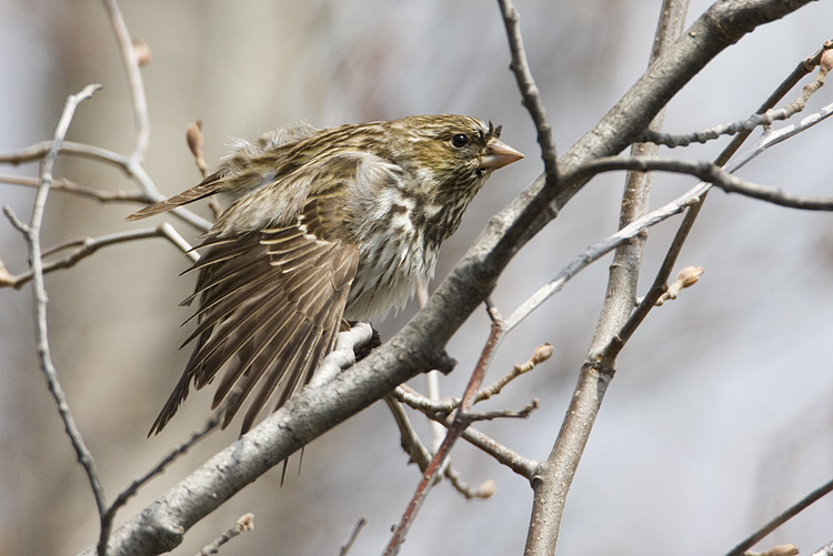 cassins finch 050308IMG_0498