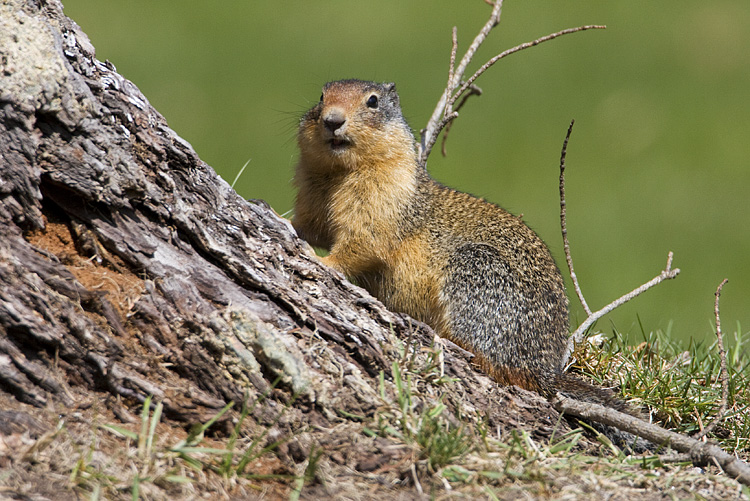 columbian ground squirrel 050408IMG_0243