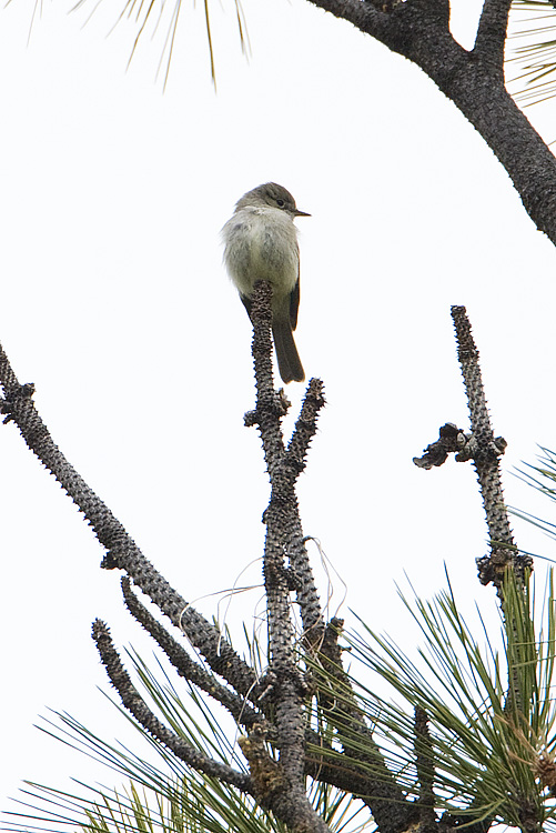 gray flycatcher 050308IMG_0289