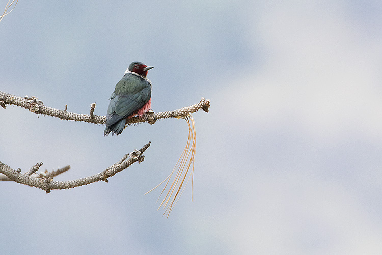 lewiss woodpecker 050308IMG_0691