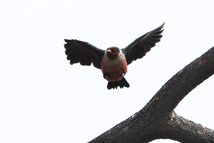 lewiss woodpecker 050308IMG_0765