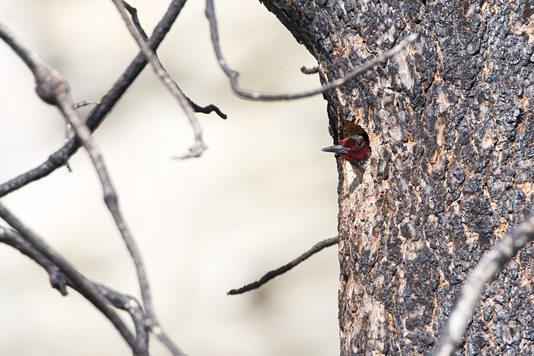 lewiss woodpecker 050308IMG_0850