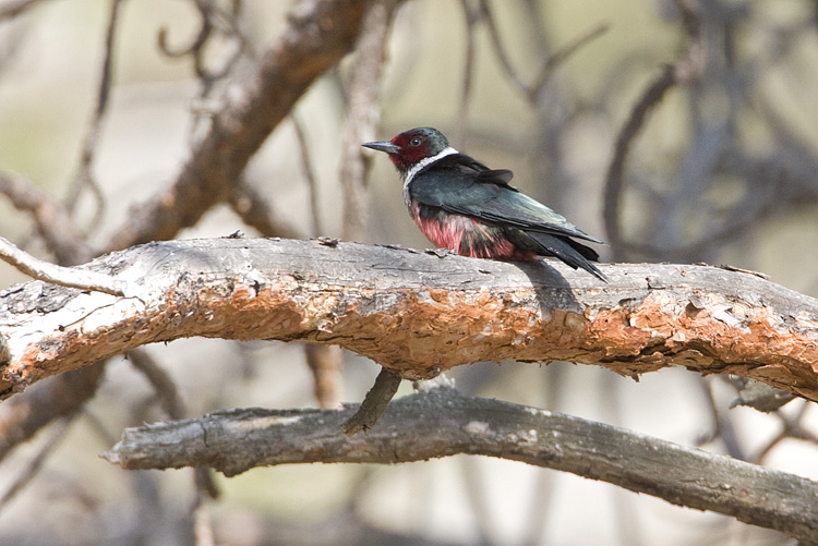 lewiss woodpecker 050308IMG_0980