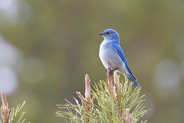 mountain bluebird 050308IMG_0361