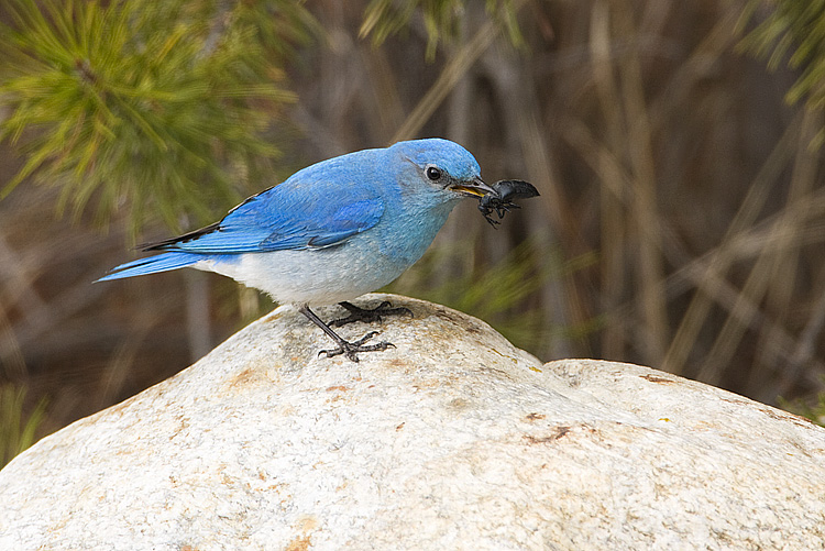 mountain bluebird 050308IMG_0399