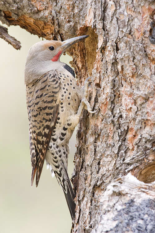 northern flicker 050308IMG_0758