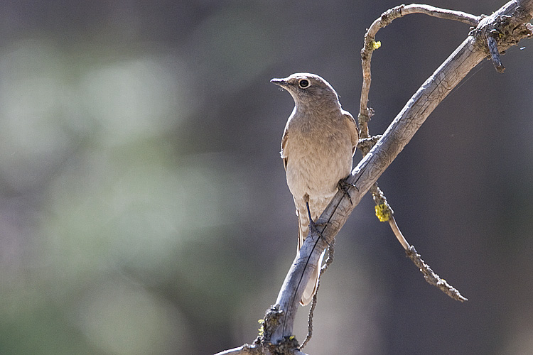 townsends solitaire 050208IMG_0482