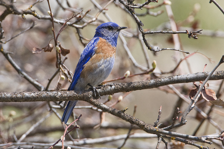 western bluebird 050308IMG_0645