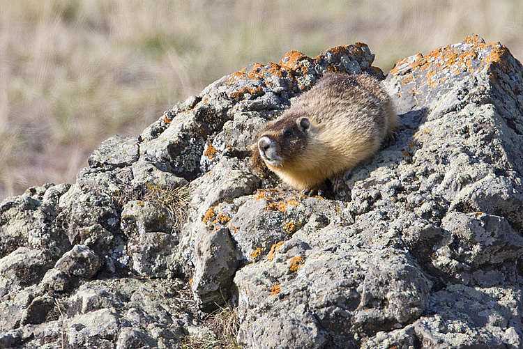 yellow-bellied marmot 050408IMG_0117