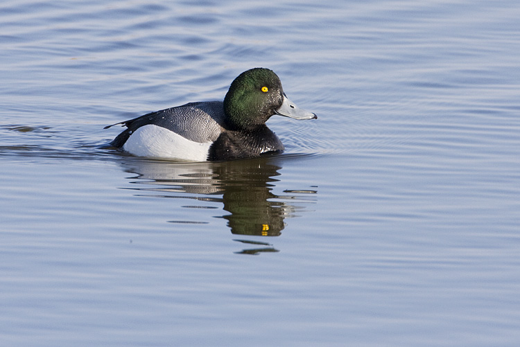greater scaup 042608IMG_0632