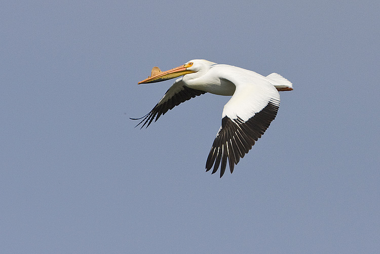 american white pelican 042908IMG_0006