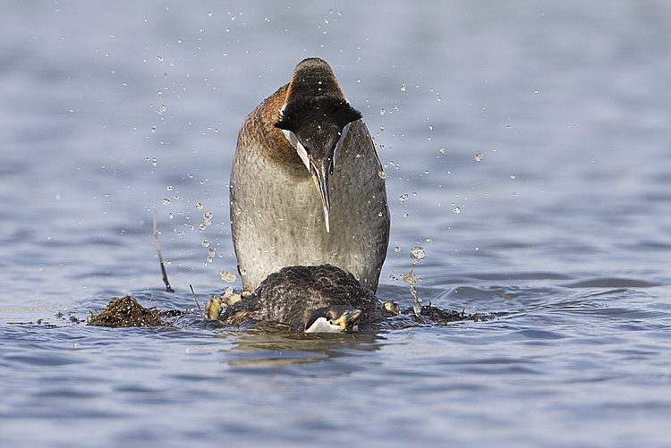 red-necked grebes 042908IMG_1736