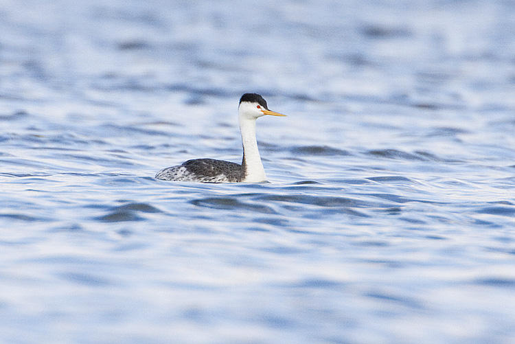 clarks grebe 051108IMG_1227