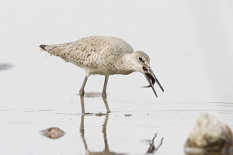 willet 051108IMG_0084