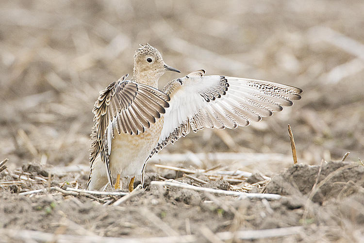 buff-breasted sandpiper 052308IMG_0270