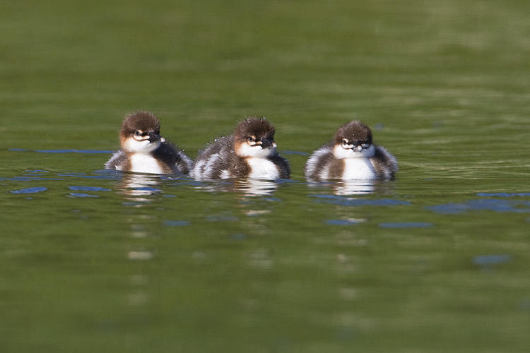 common mergansers 061808IMG_0103