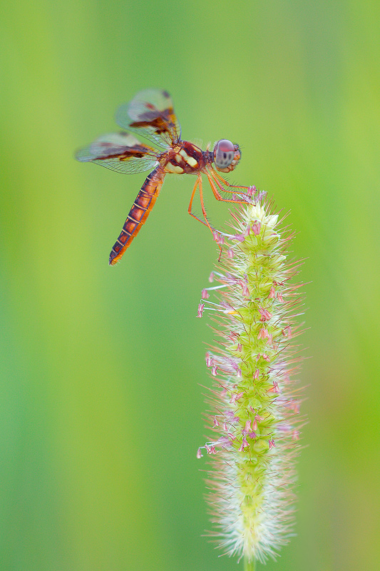 Amberwing