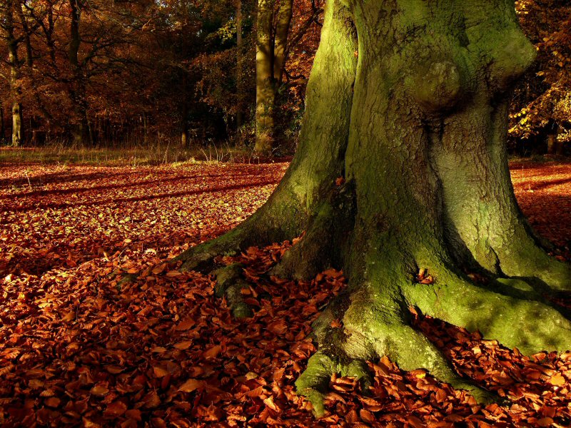 Thetford_Tree
