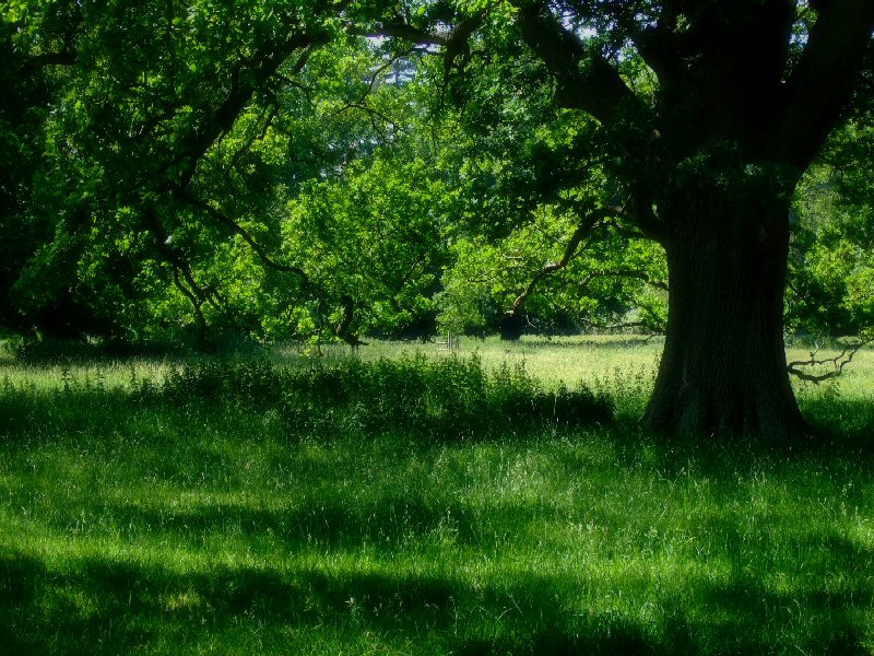 Ickworth house woods.jpg