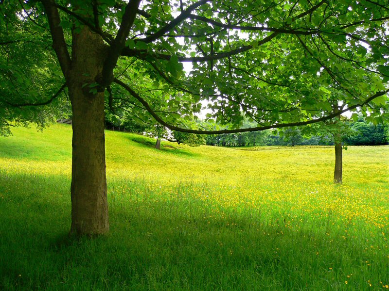 Rochdale meadow_1.jpg