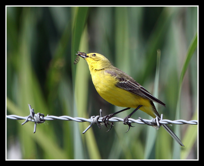 Yellow Wagtail catches lunch