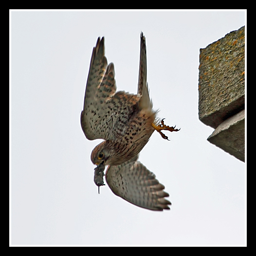 Kestrel