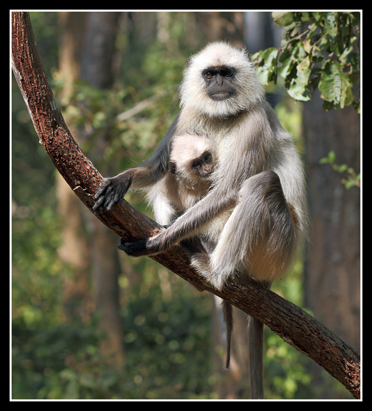 Common Langur, Kanha