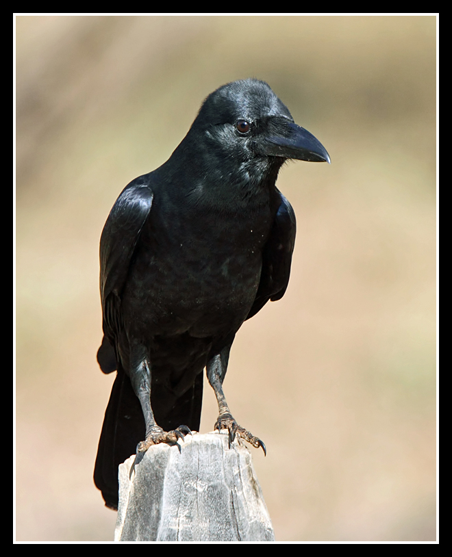 Large Billed Crow, Kanha