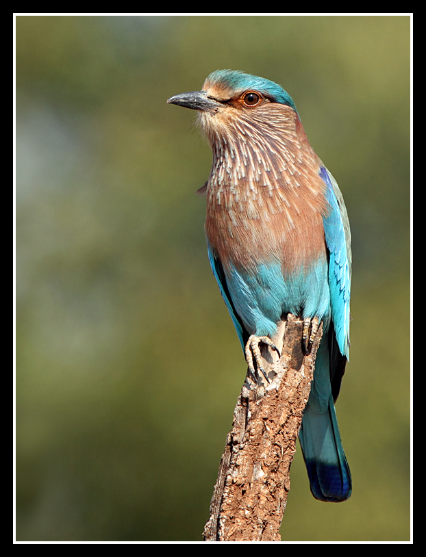 Indian Roller, Satpura