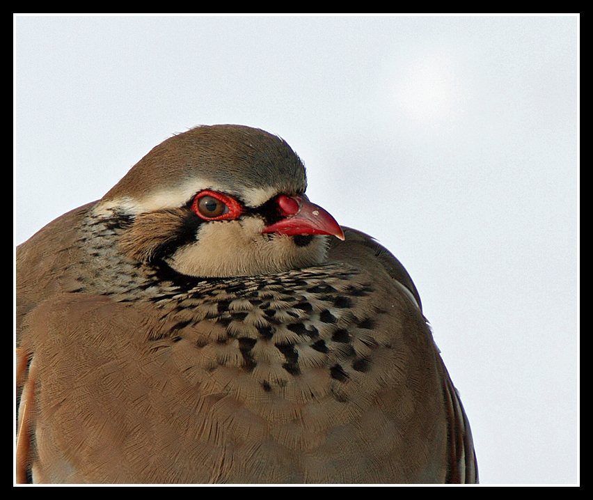 Red Legged Partridge