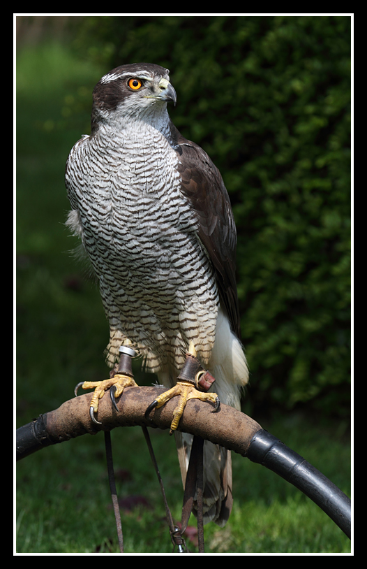 Goshawk